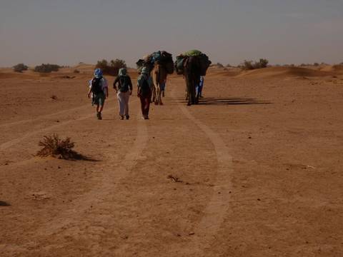       Trekking party and laden camels walk along sandy tracks into the vast Sahara under hazy afternoon light
  