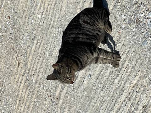       A tabby cat sits on textured concrete ground looking into the sunshine.
  