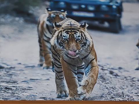       Close-up wildlife photo of a prowling Bengal tiger licking its nose on dirt track.
  