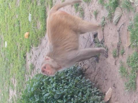       Snapshot of rhesus monkey standing alert on patchy ground in a park.
  