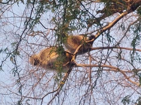       Distant view of two langur monkeys perched high in leafless branches against pale sky.
  