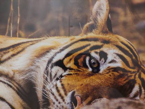       Close-up photograph of a tiger’s face highlighting its striking eye and fur patterns
  