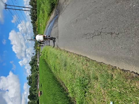       Cyclists riding country road beside bright green rice paddies under blue sky.
  