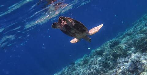       Sea turtle swimming upward toward sunlight over coral-covered slope.
  