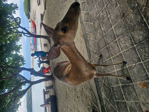       A curious deer approaches the camera on a sandy beach while two people sit at a picnic table near colorful wooden boats on the shoreline.
  