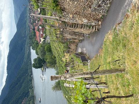       Vineyard path descending toward a river with cruise boat and village of red roofs below green hills
  