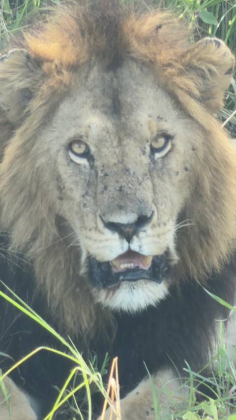       Close-up of a male lion’s face, but the image is notably out of focus
  