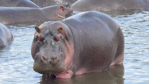       Large hippo resting in a pool with other hippos in the background
  