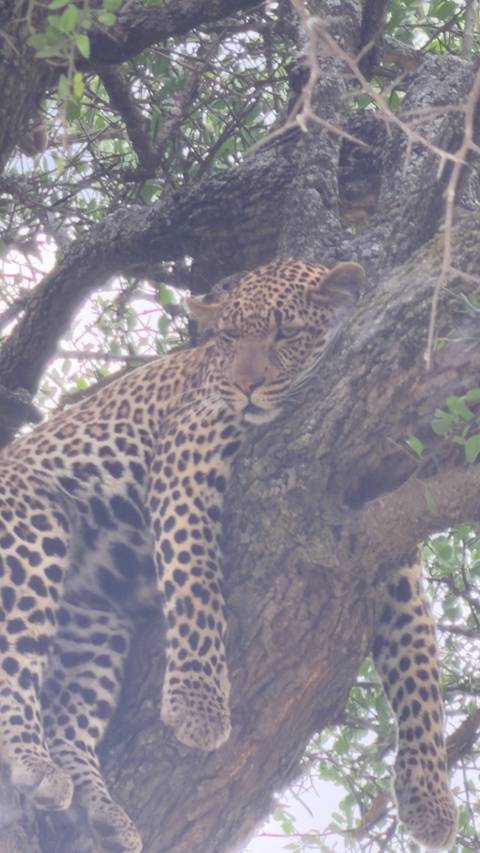       Leopard lounging on a tree branch partially hidden by foliage, image slightly soft
  