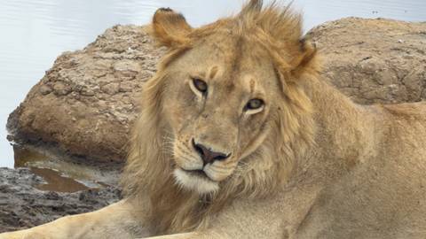       Young male lion reclining beside a waterhole with soft afternoon light
  