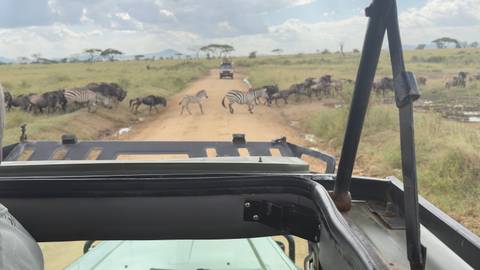       View from open safari vehicle of wildebeest and zebras crossing a dusty track on the Serengeti plains
  