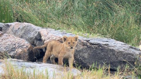       Tiny lion cub standing among rocky outcrops and tall grass
  