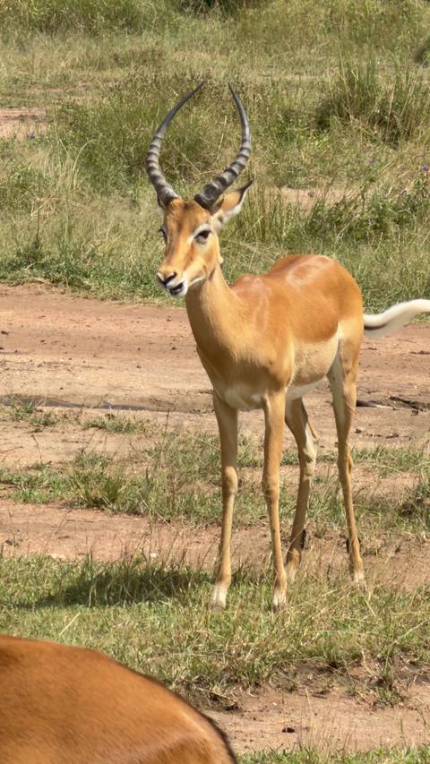       Graceful antelope standing alert on dirt track in the savanna
  