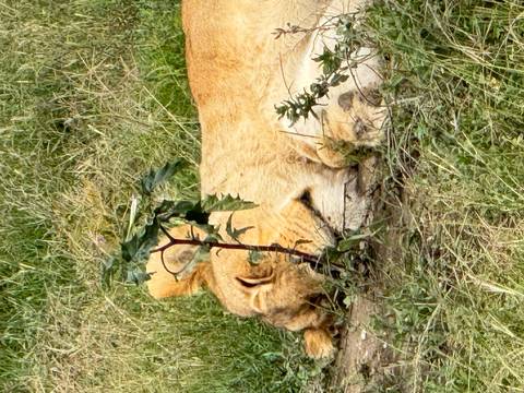       Sleeping lion partially hidden behind tall grass with vertical crop
  