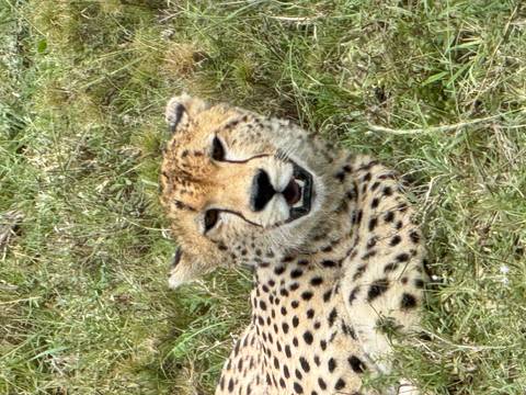       Resting cheetah lying in short grass looking at camera
  