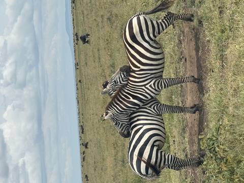       Two zebras resting heads on each other in open grassland with wildebeest herd in background
  