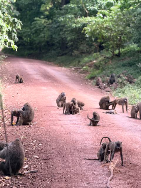       Troop of baboons scattered across a dirt road in forested area
  