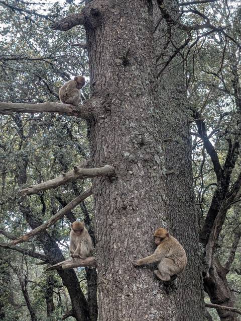       A Barbary macaque clings to the trunk of a large forest tree amid dense green foliage.
  