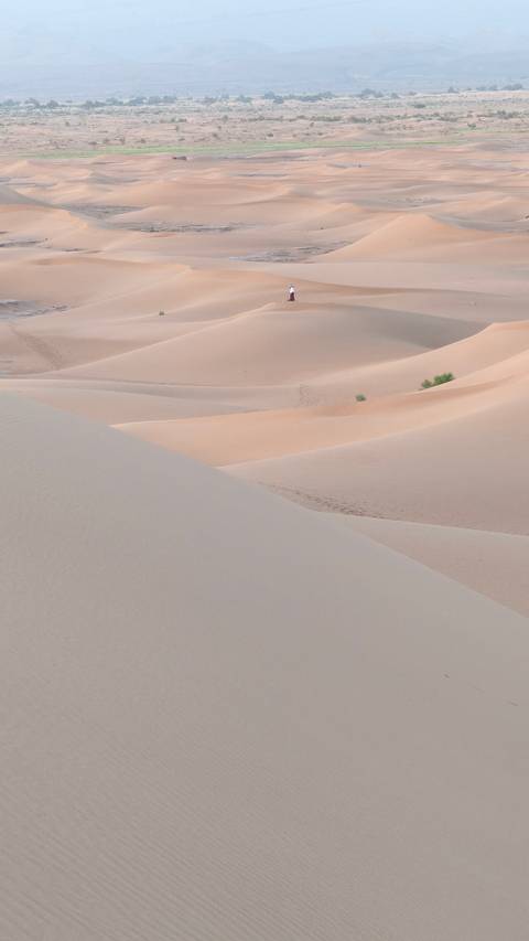       Softly curving sand dunes with subtle footsteps and sparse shrubs.
  