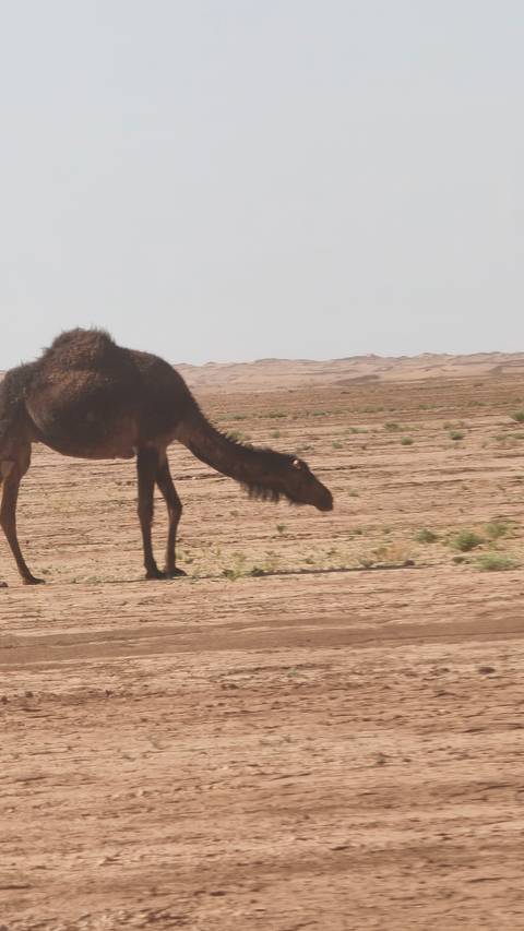       Side view of a grazing camel on a flat, arid plain with hazy hills in background.
  