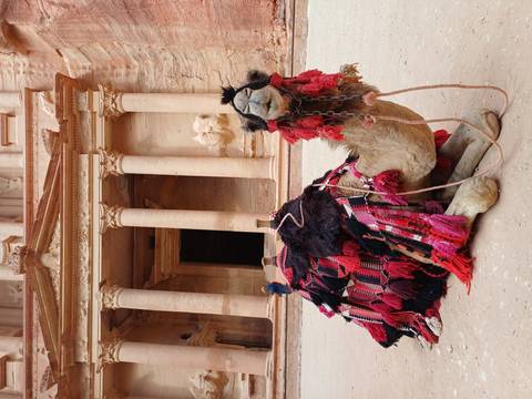       Colourfully adorned camel sitting before the grand columns of Petra’s Treasury.
  