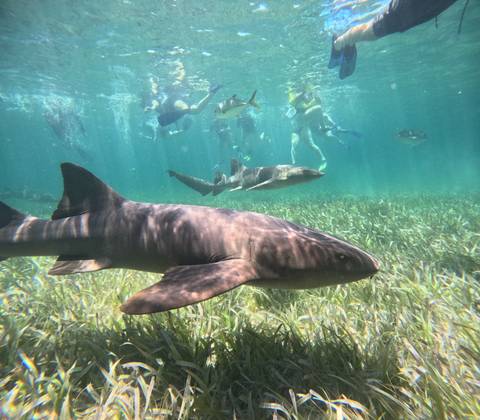       Snorkelers swim above nurse sharks in clear turquoise water over seagrass
  