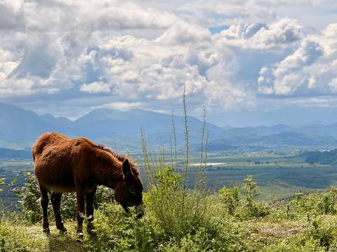       Brown donkey grazing on a hillside meadow with layered Albanian mountains in the background.
  