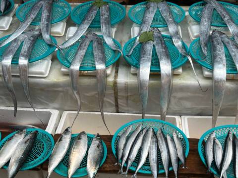       Rows of long silver fish displayed in blue baskets at a seafood market
  