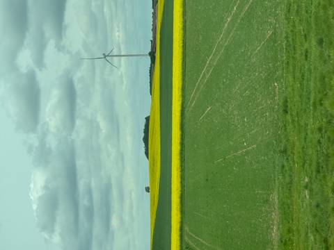       Patchwork of green and yellow farm fields with single wind turbine under cloudy sky.
  