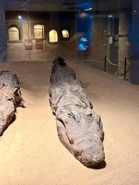       A long preserved crocodile displayed on sandy floor inside a dim museum
  