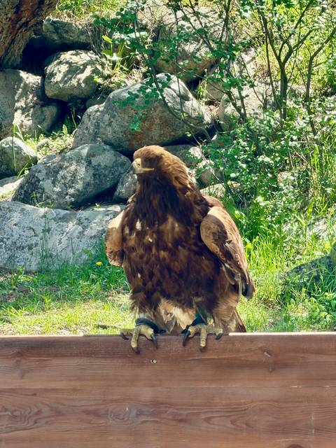      Close-up of a golden eagle standing alert among boulders and greenery in sunlight.
  