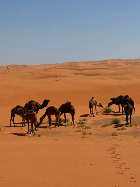       foto de reseña de cliente de Viaje privado de lujo de 13 días a Marruecos desde Casablanca | Hoteles de 4 y 5 estrellas 
  