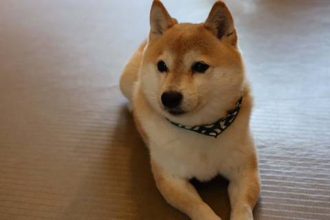      Close-up of a relaxed Shiba Inu dog wearing a patterned bandana lying on the floor
  