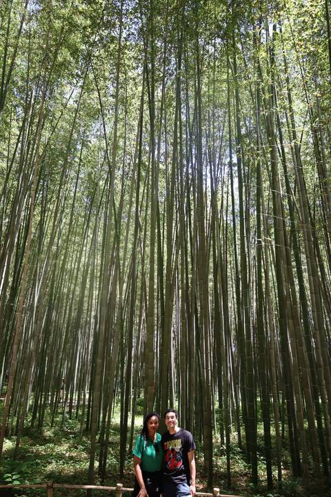       Tall, slender bamboo stalks forming a serene green canopy overhead
  