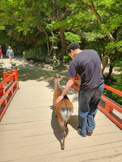       Visitor gently petting a tame deer while crossing a red wooden bridge in leafy surroundings
  