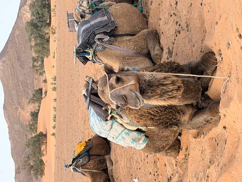       Resting camel laden with colorful blankets kneels on golden Sahara sand beside companions
  
