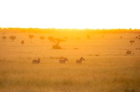       Three zebras graze on golden grass at sunrise across vast savanna plains
  