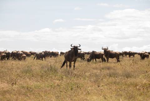       Large herd of wildebeest standing alert on grassy Serengeti plain under bright sky
  