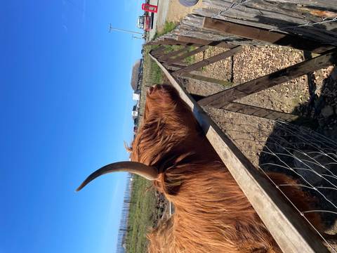       A shaggy Highland cow stretches its head over a wooden fence against a bright blue sky.
  
