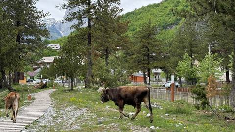       Brown cow walks along a mountain village path lined with pine trees and snow-capped peaks in the distance.
  