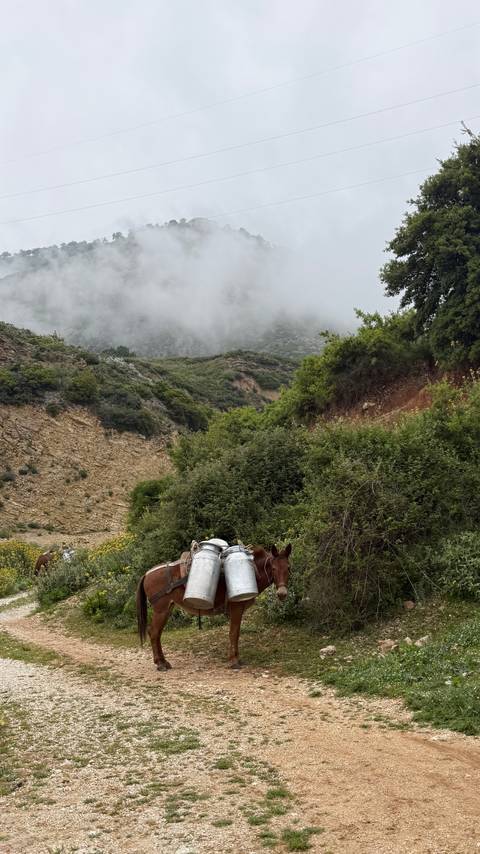       Pack horses laden with supplies stand on a foggy mountain trail surrounded by dense greenery.
  