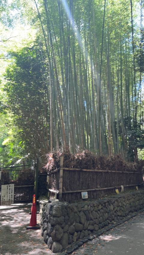       Dense stand of tall bamboo stalks in a shaded grove.
  