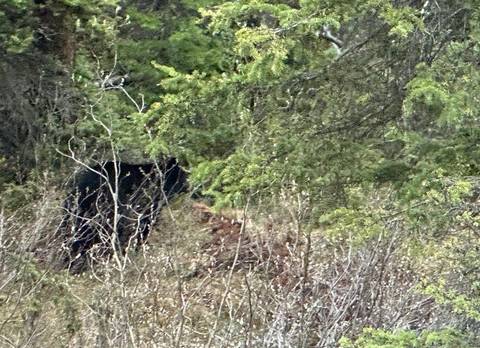       Distant glimpse of a black bear partially hidden among dense evergreen forest undergrowth.
  