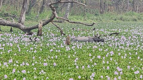       Field of purple water hyacinths surrounding a fallen tree in a lush forest clearing
  