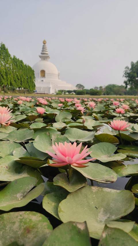       Pink lotus flowers floating on a pond with a white temple visible in the distance
  