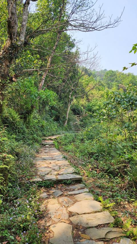       Narrow stone path winding through dense green jungle foliage
  