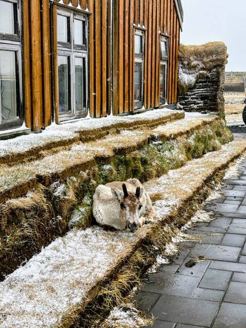       Reindeer resting on a mossy, snow-dusted turf embankment beside traditional wooden buildings.
  