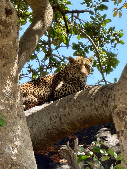       A leopard rests alertly on a thick tree branch, its spotted coat glowing in the African sun against a blue sky.
  