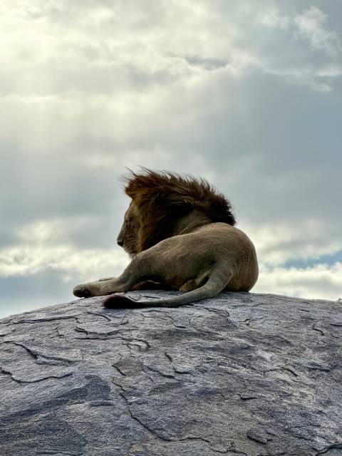       A male lion lies atop a rocky outcrop with its mane blowing in the breeze under a cloudy sky.
  