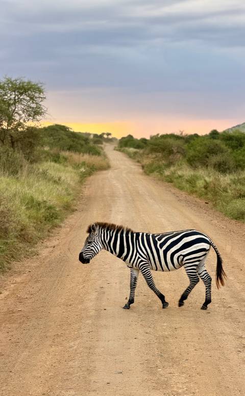       A zebra crosses a dusty safari track bordered by green bushes with a warm sunset glow in the distance.
  